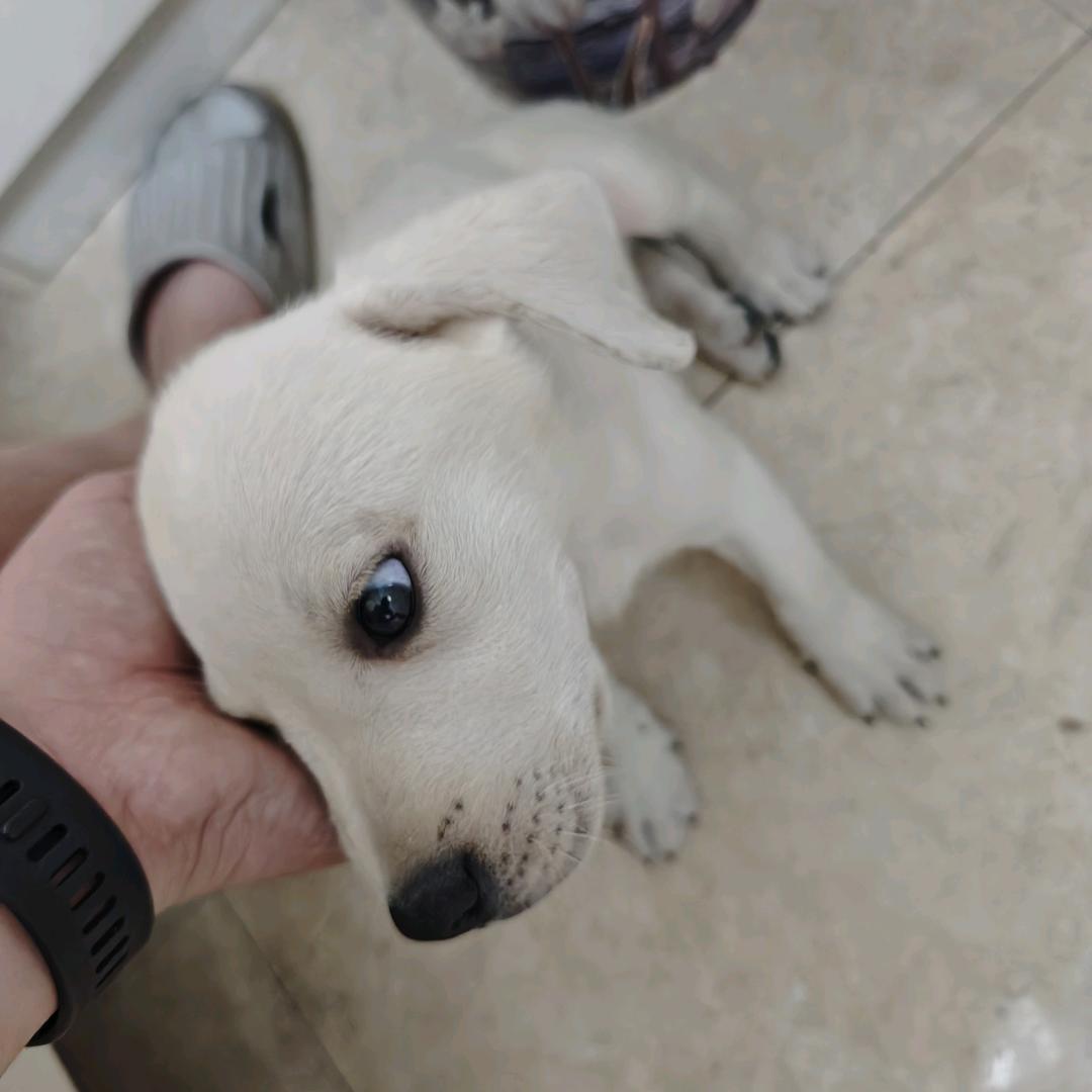 AAA水产批发何哥（有狗了版）