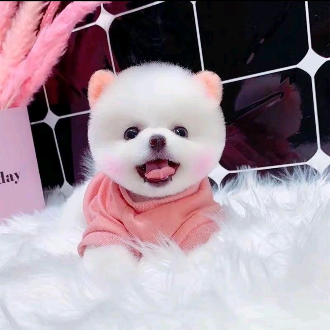 甄品高端博美茶杯犬