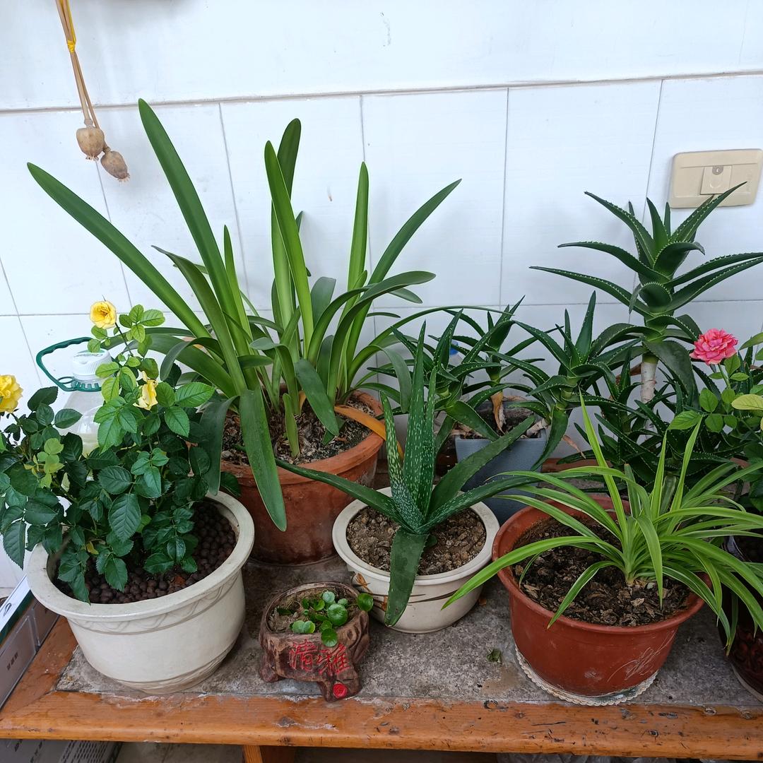 不纠不缠一切随缘