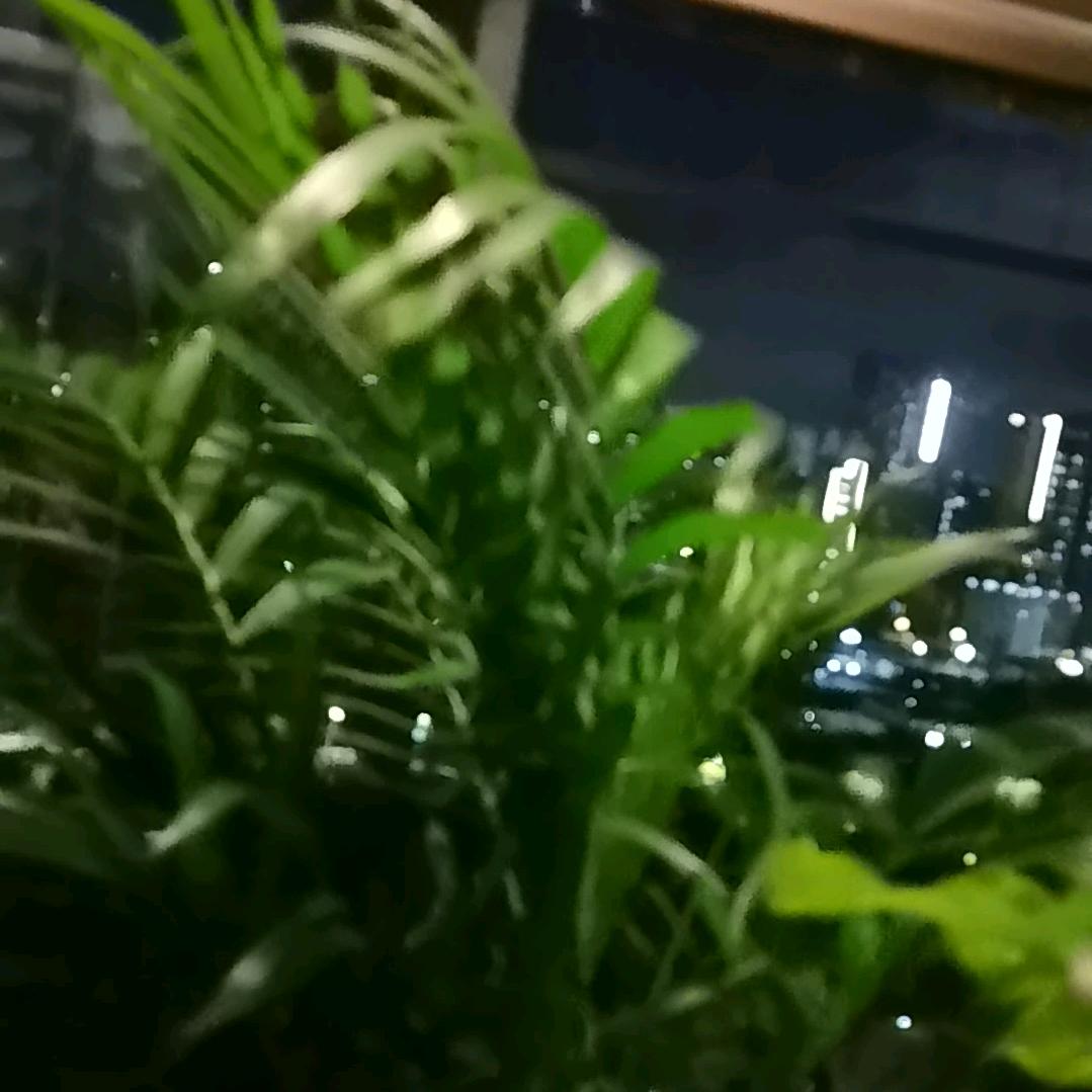 荣华富贵种植基地