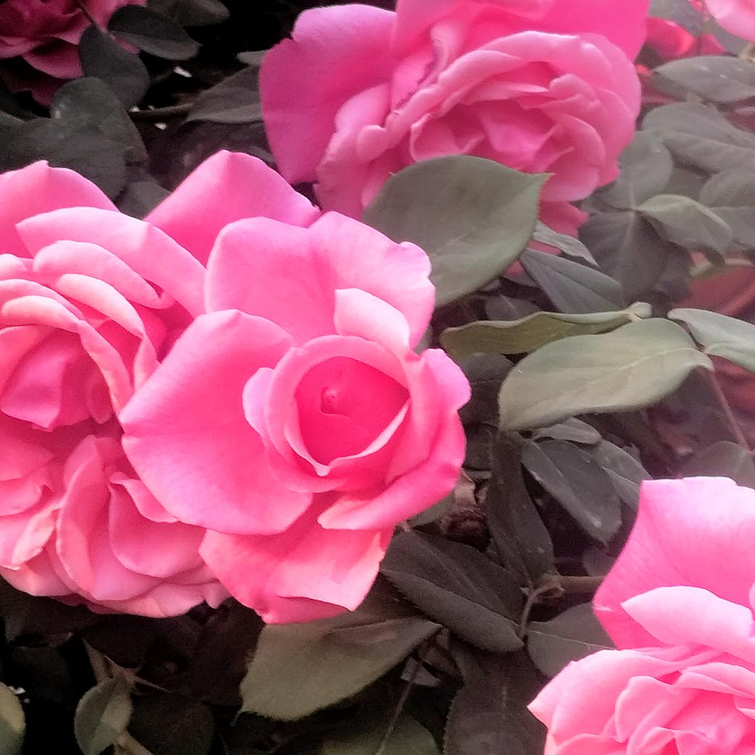 年年开花