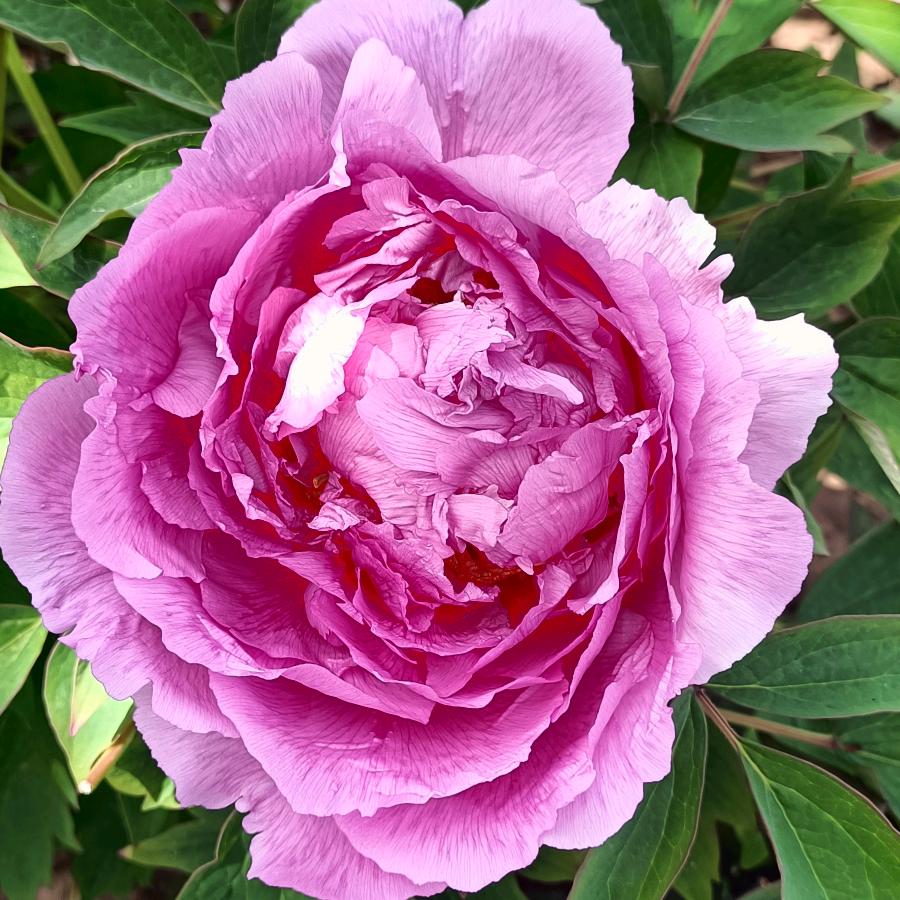 石柱吉祥鼓舞队暮色恋伊人&