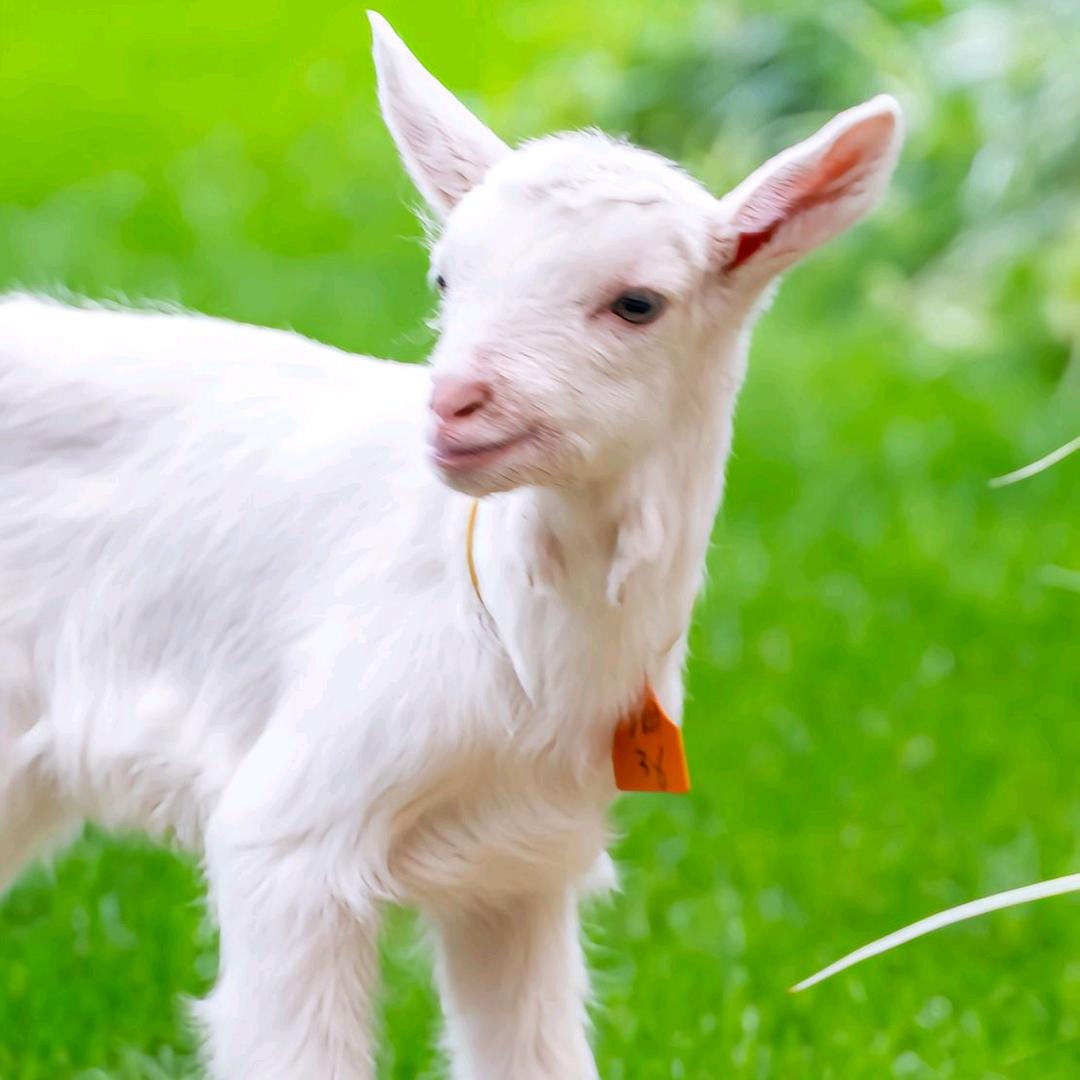 萨能奶山羊繁育基地🐑