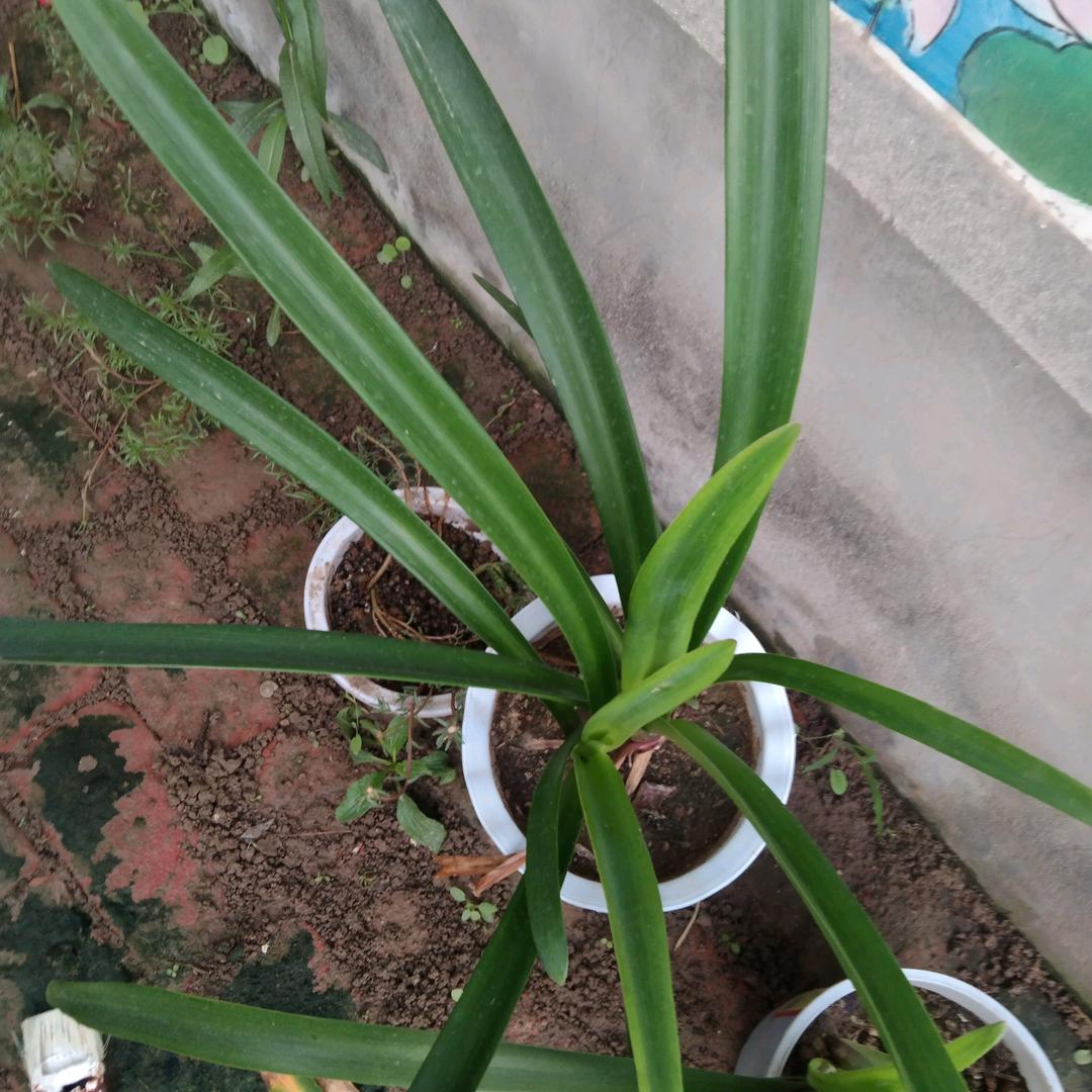 秋风扫落叶，717