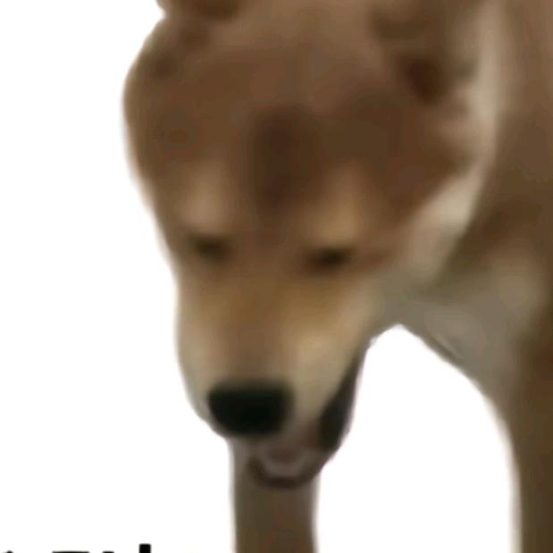 呜丢儿