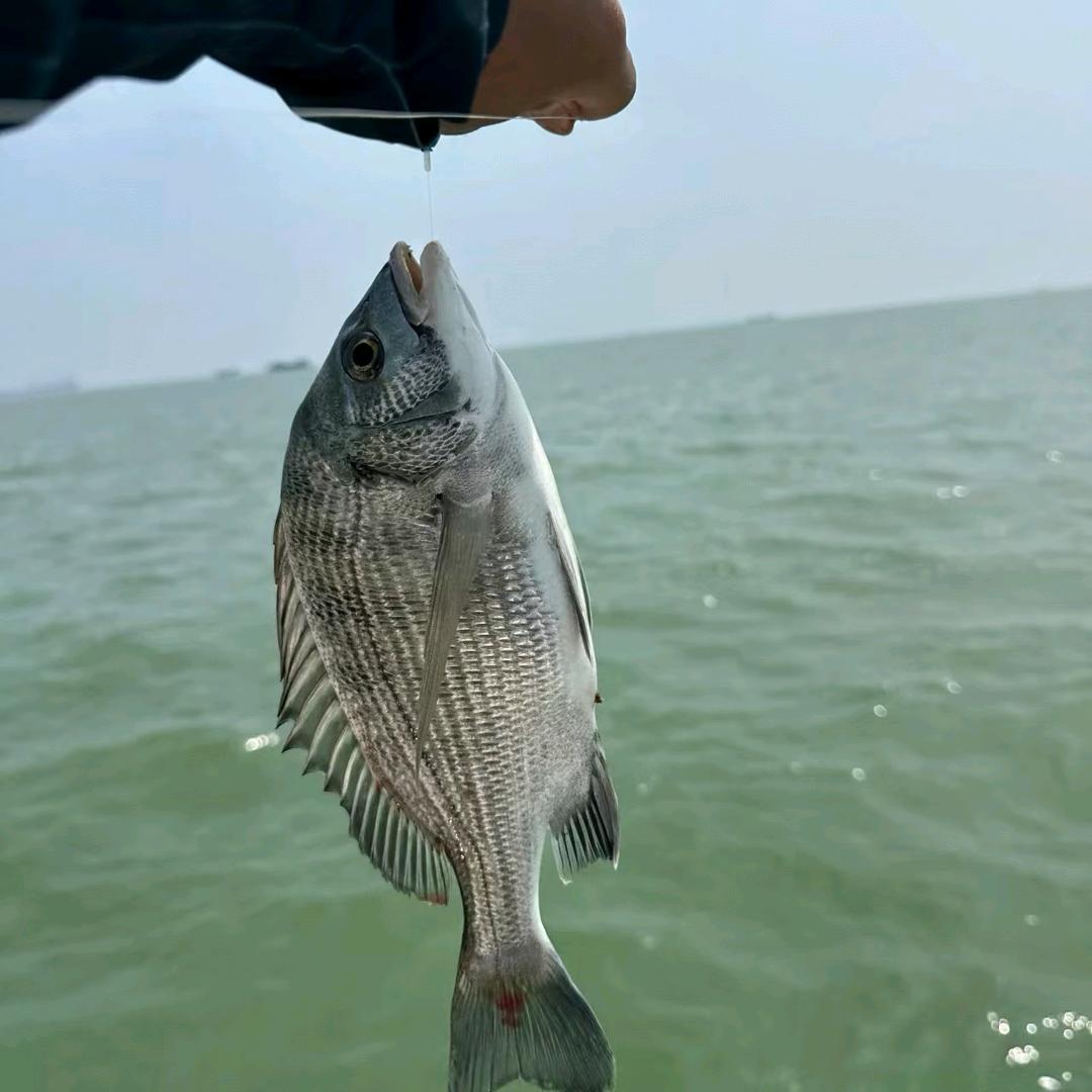 海钓彬