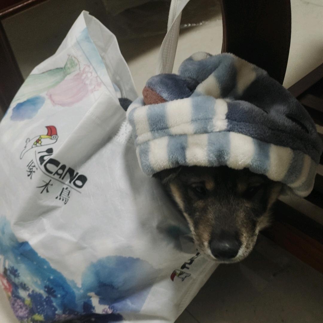 昕师冻重