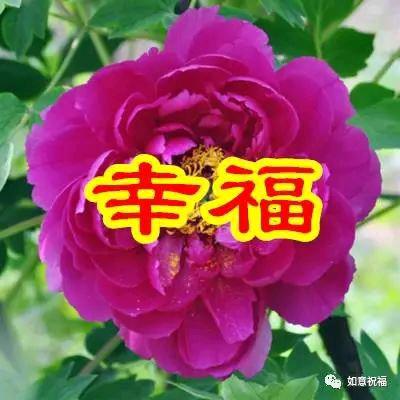 幸福🌹