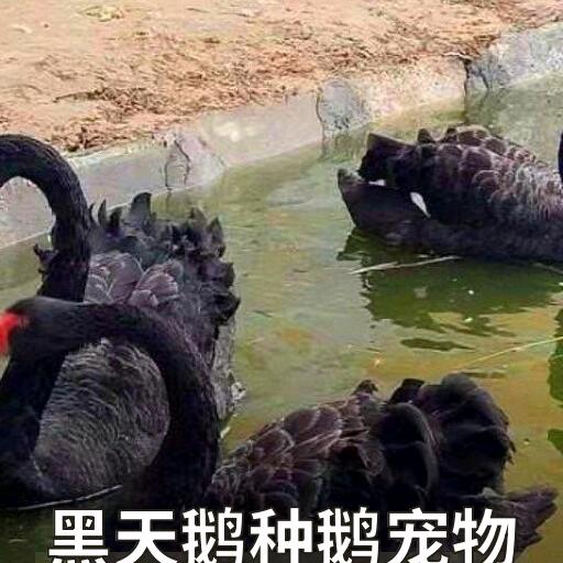 珍禽孔雀养殖
