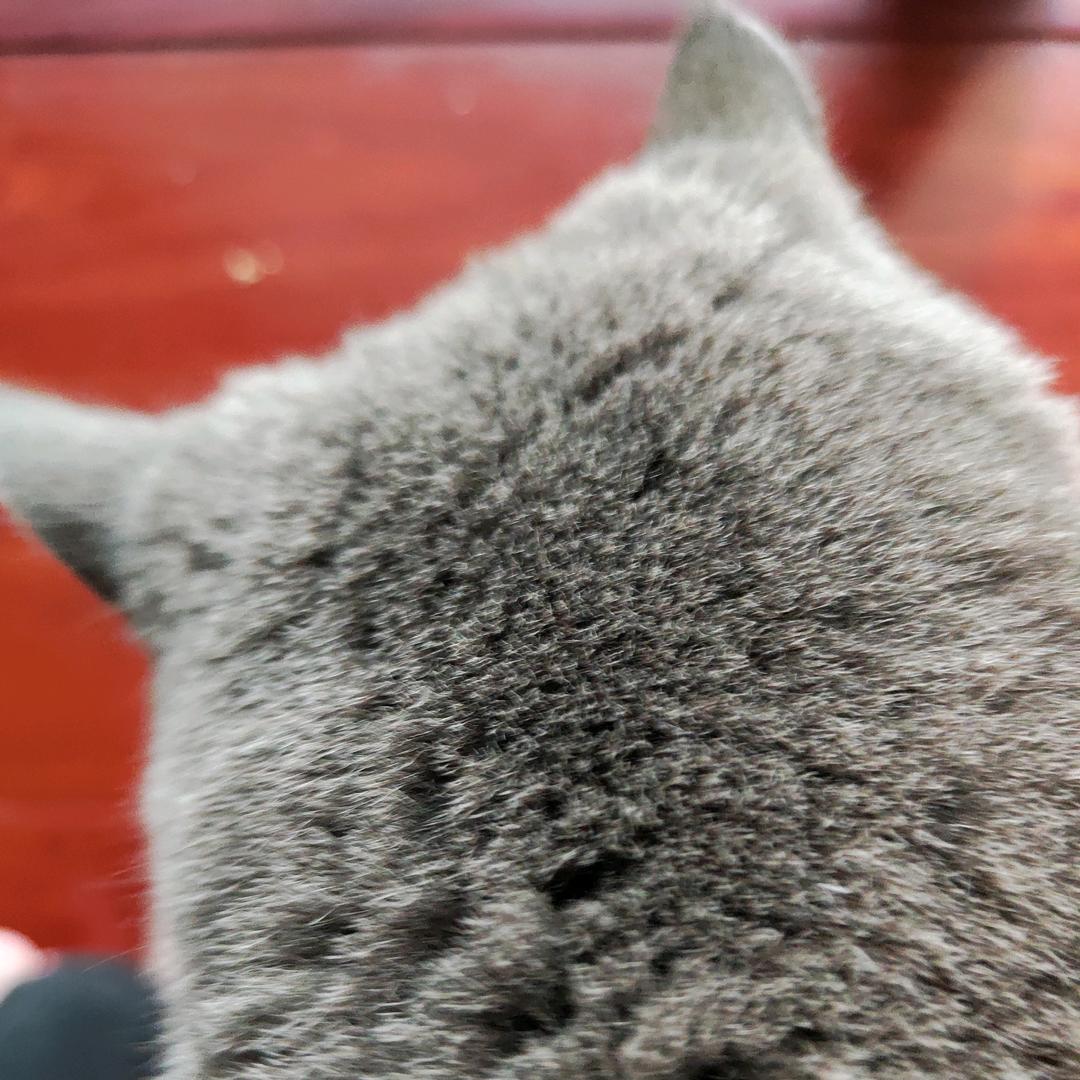 我养了一只猫