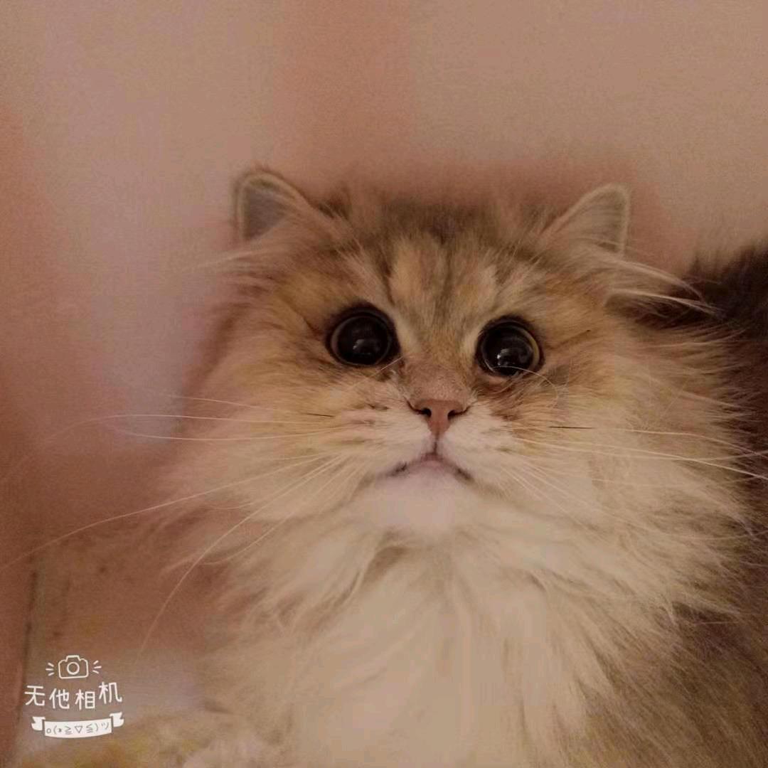 琪宝