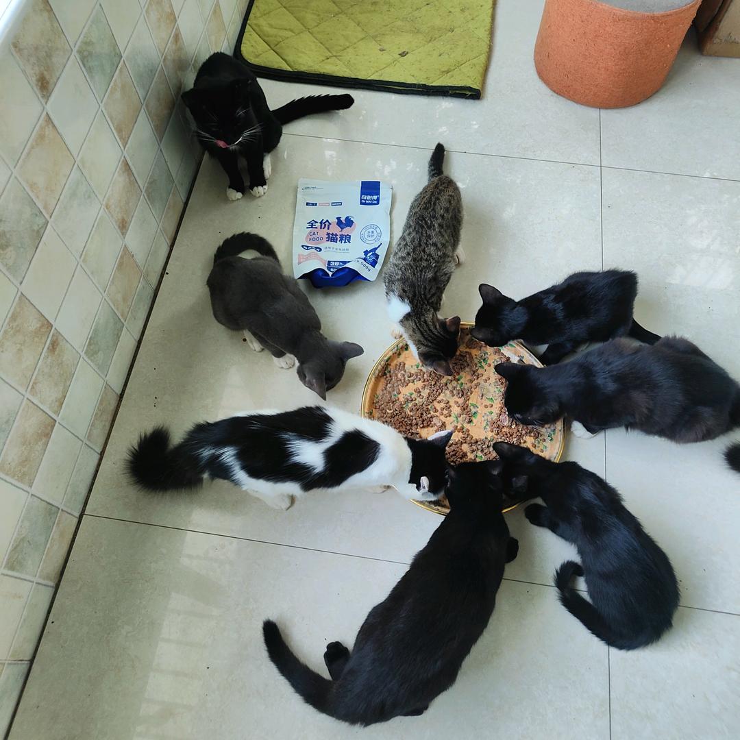 玲花和流浪猫的故事