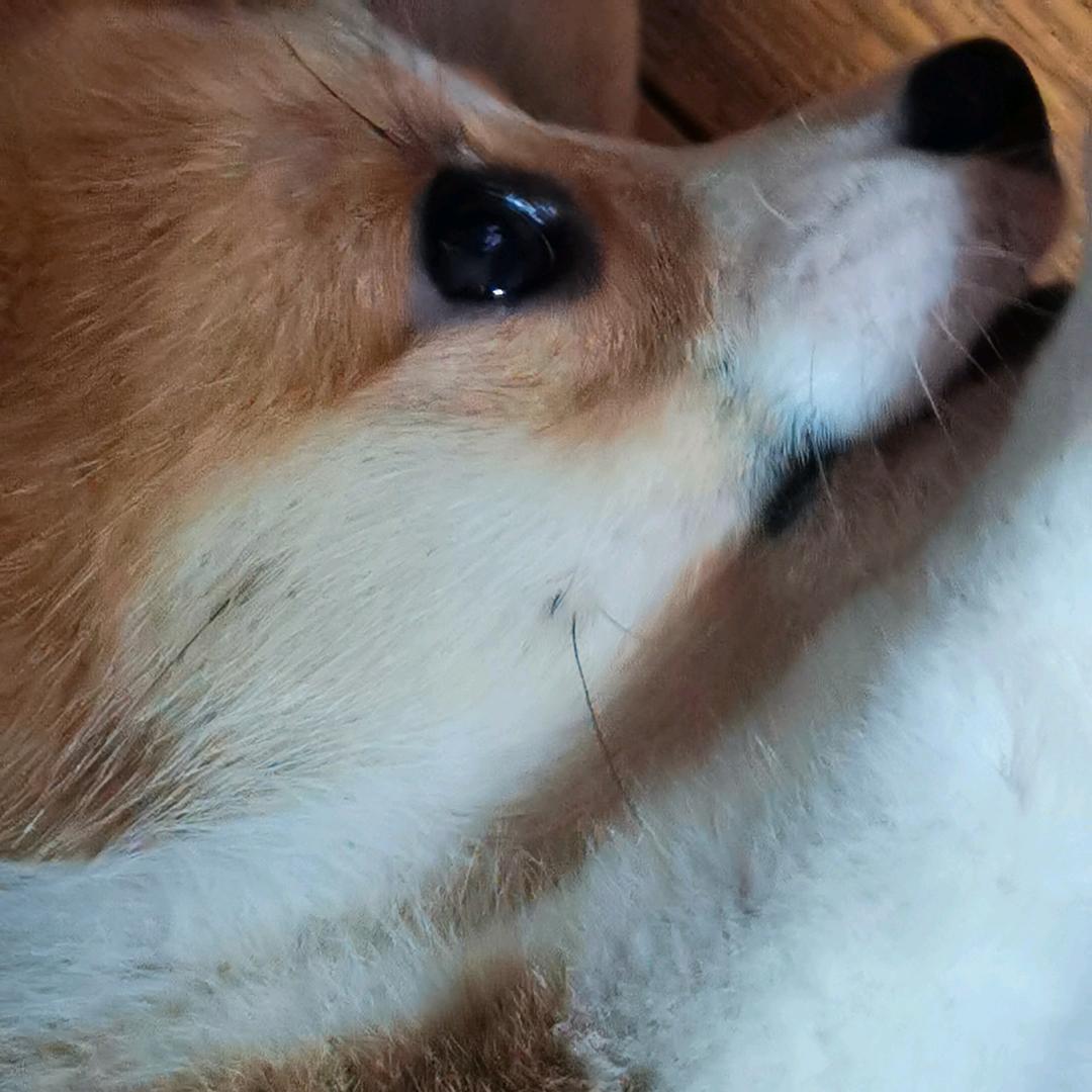 是大腿呀