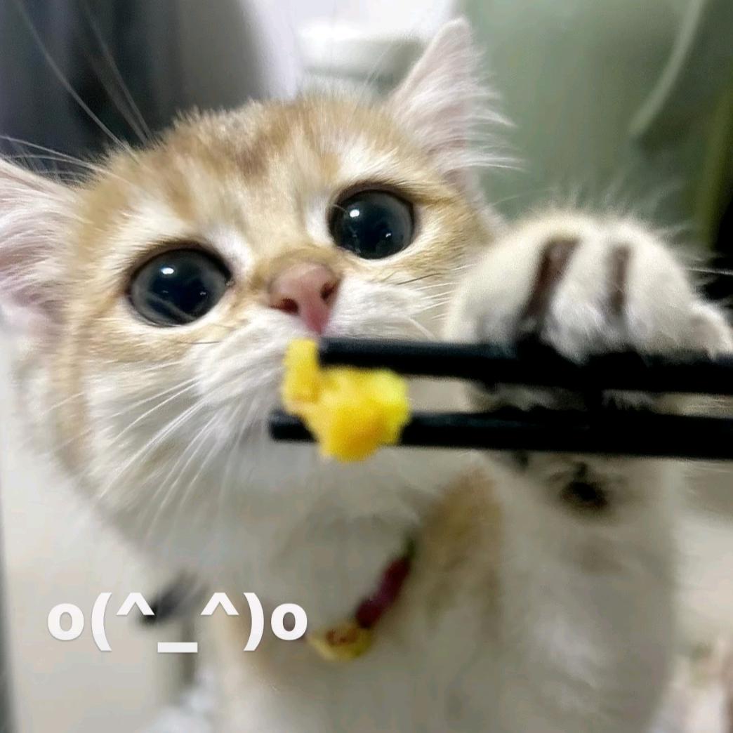 小猫咪只想睡大觉ฅ՞•ﻌ•՞ฅ