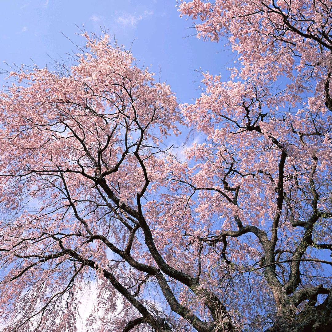 重振旗鼓(巅峰)