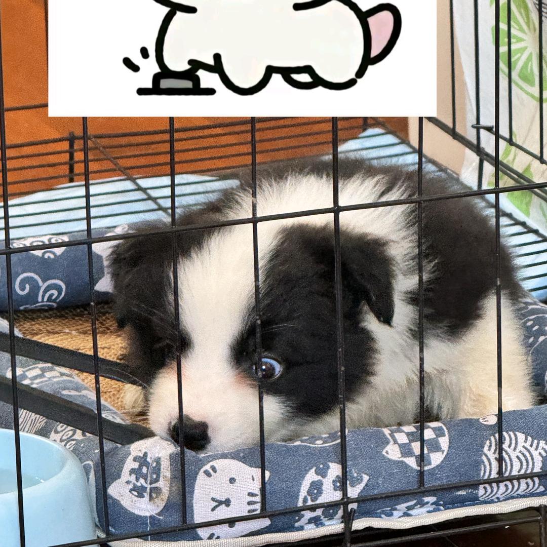 无敌霸王龙