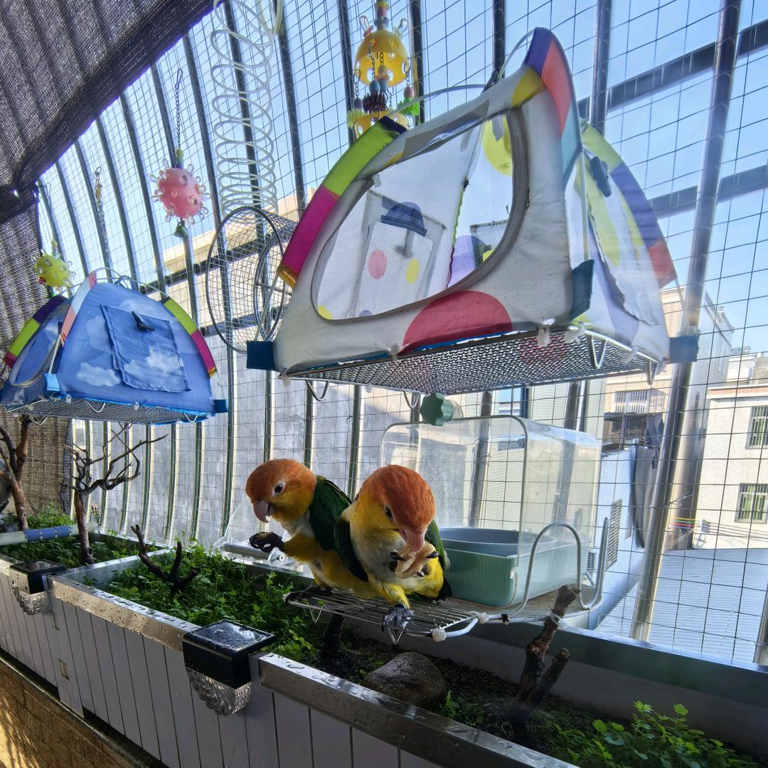 热爱鹦鹉的设计师