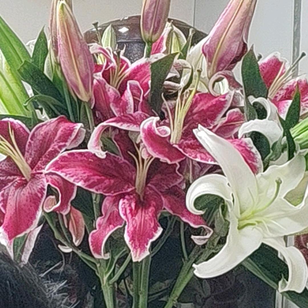 红苹果