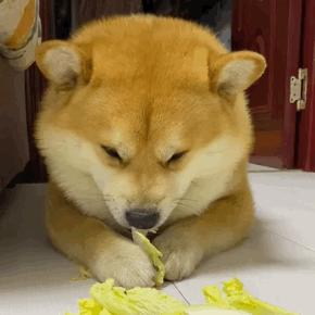 火小鱼🐠