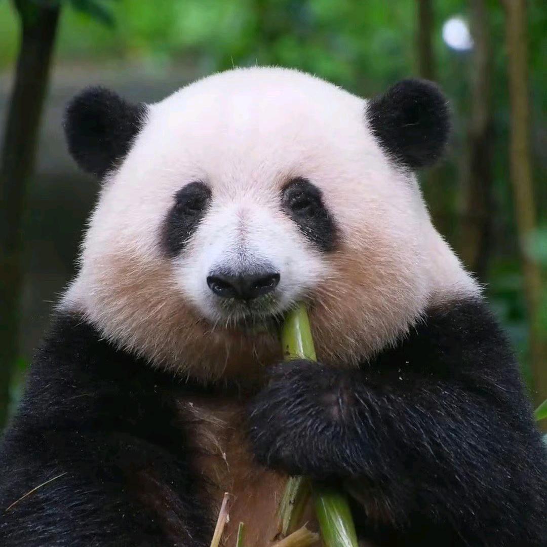 秀儿是我吗
