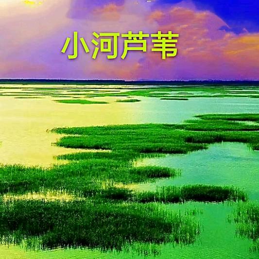 小河芦苇