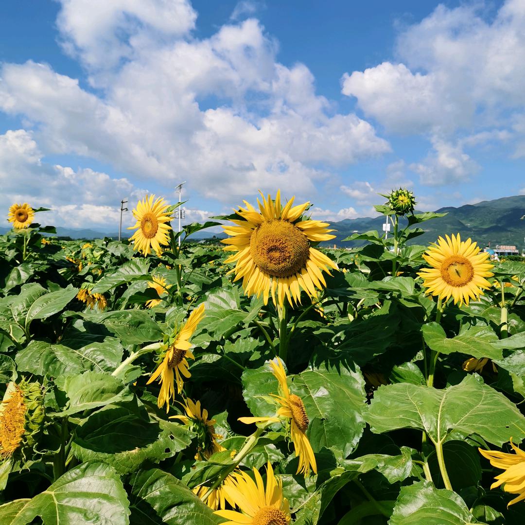 饮栈盐仓湖盐潮饮