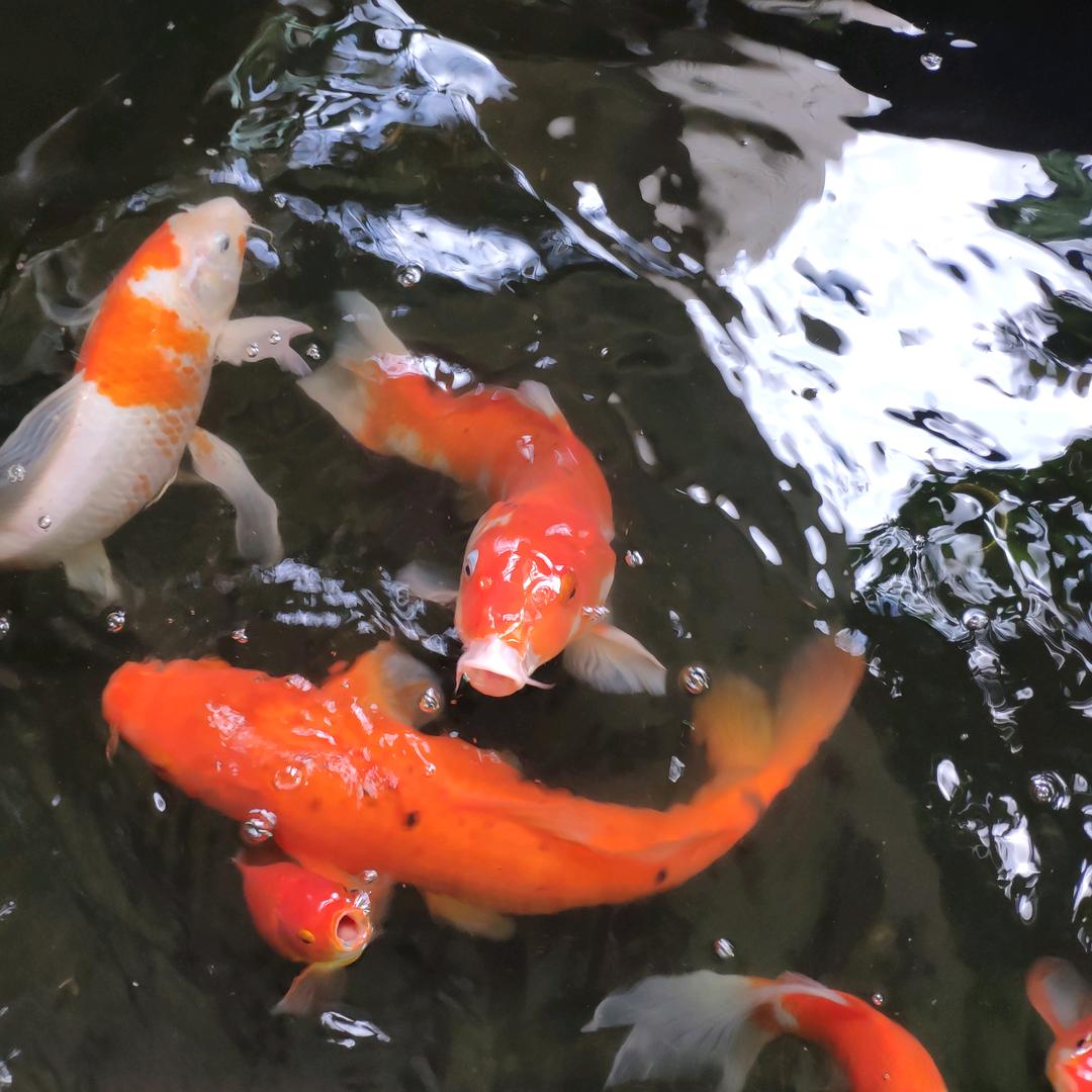 鱼鱼得水