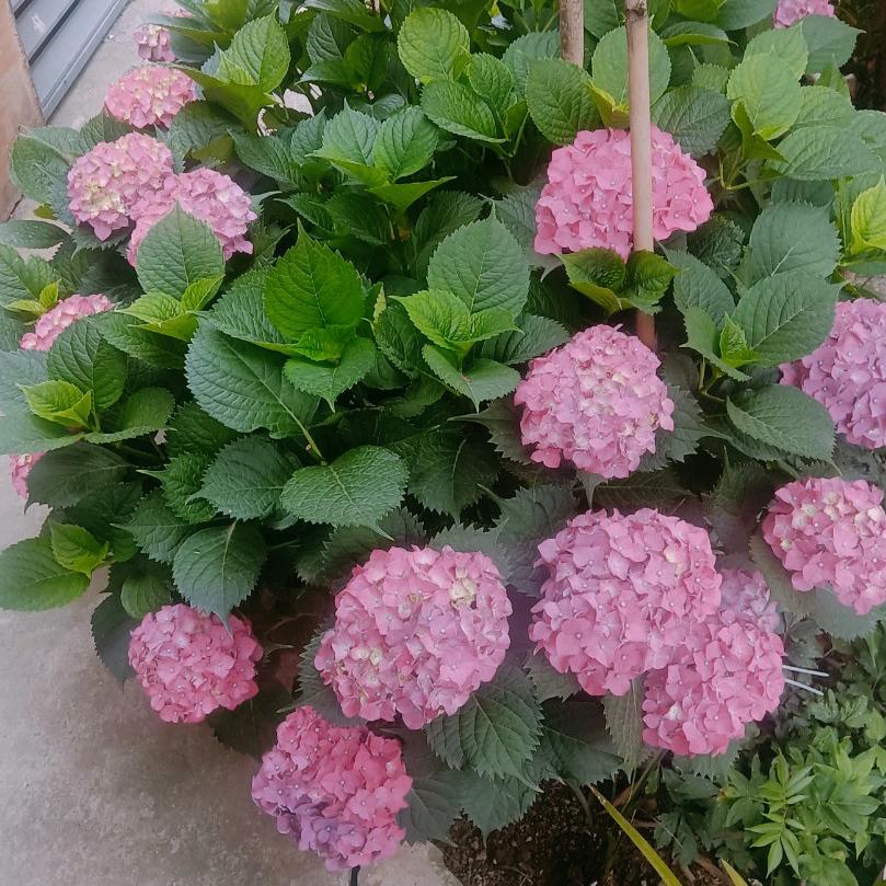 岁月的💋痕