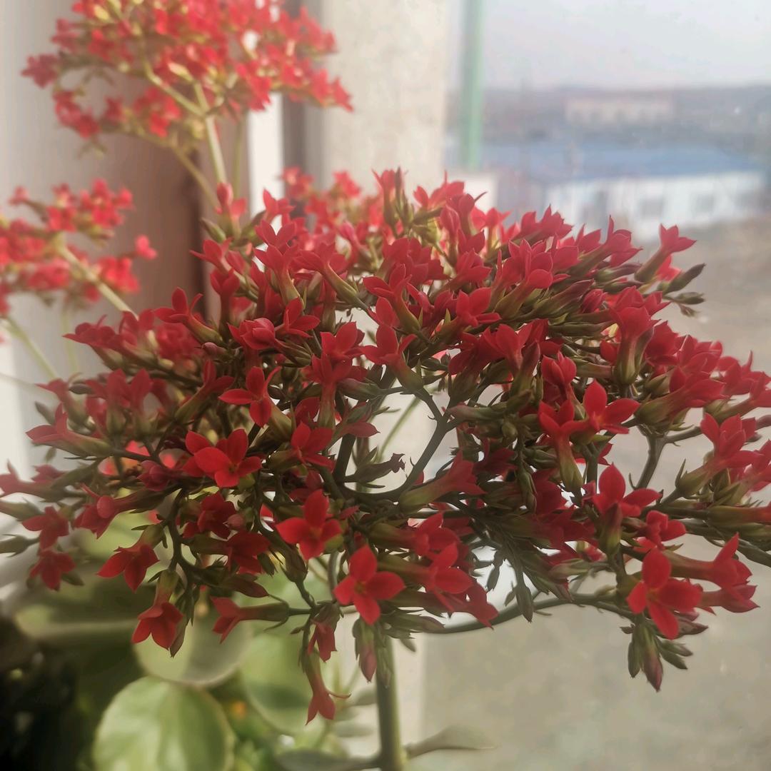 苗哥竹笛