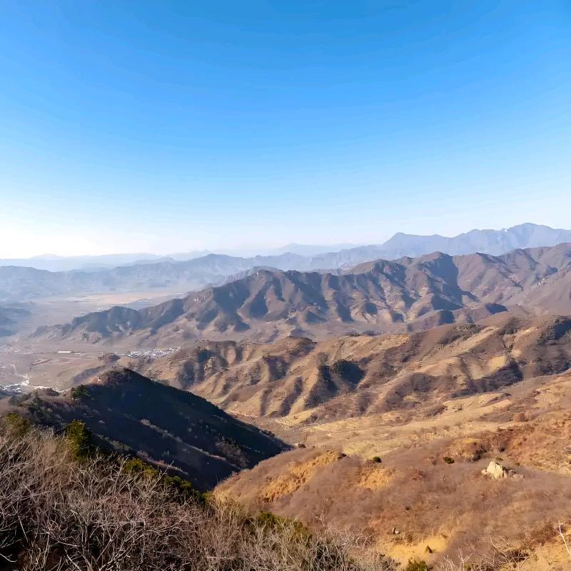 橡树
