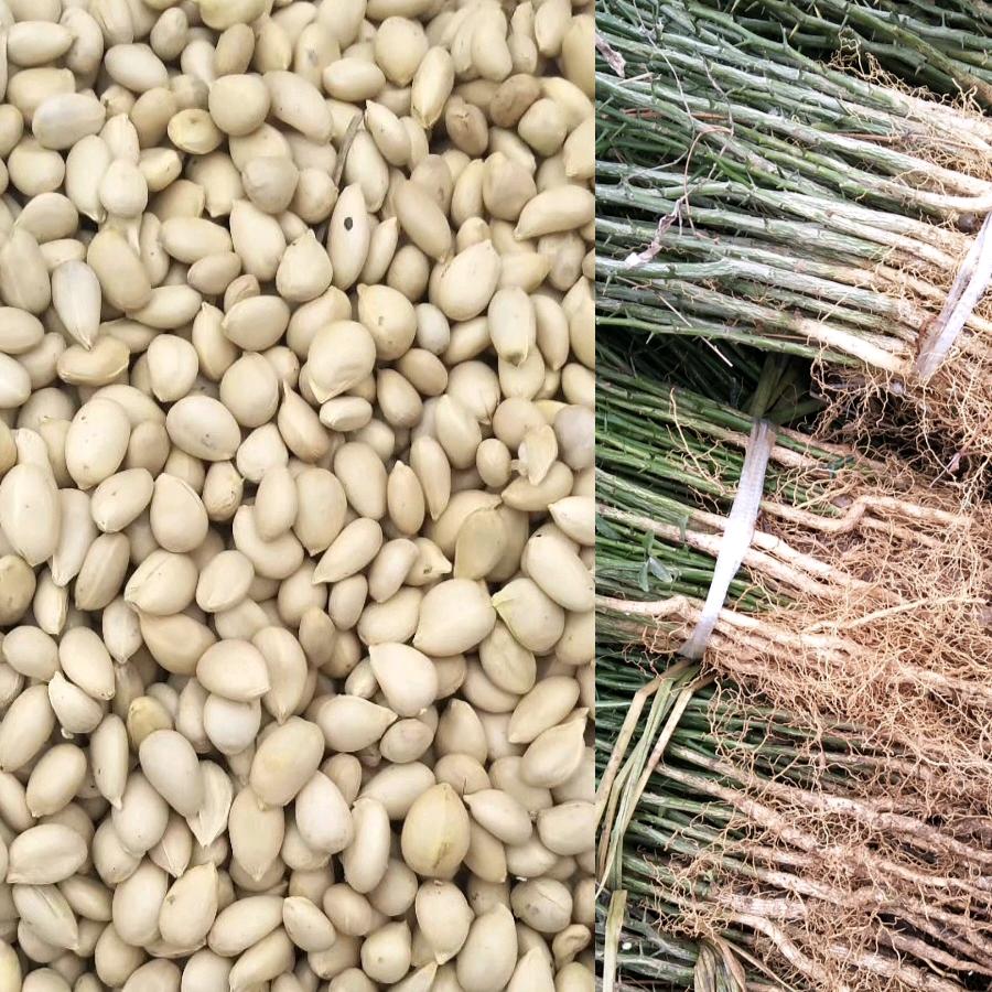 苗芳果树苗木专营店