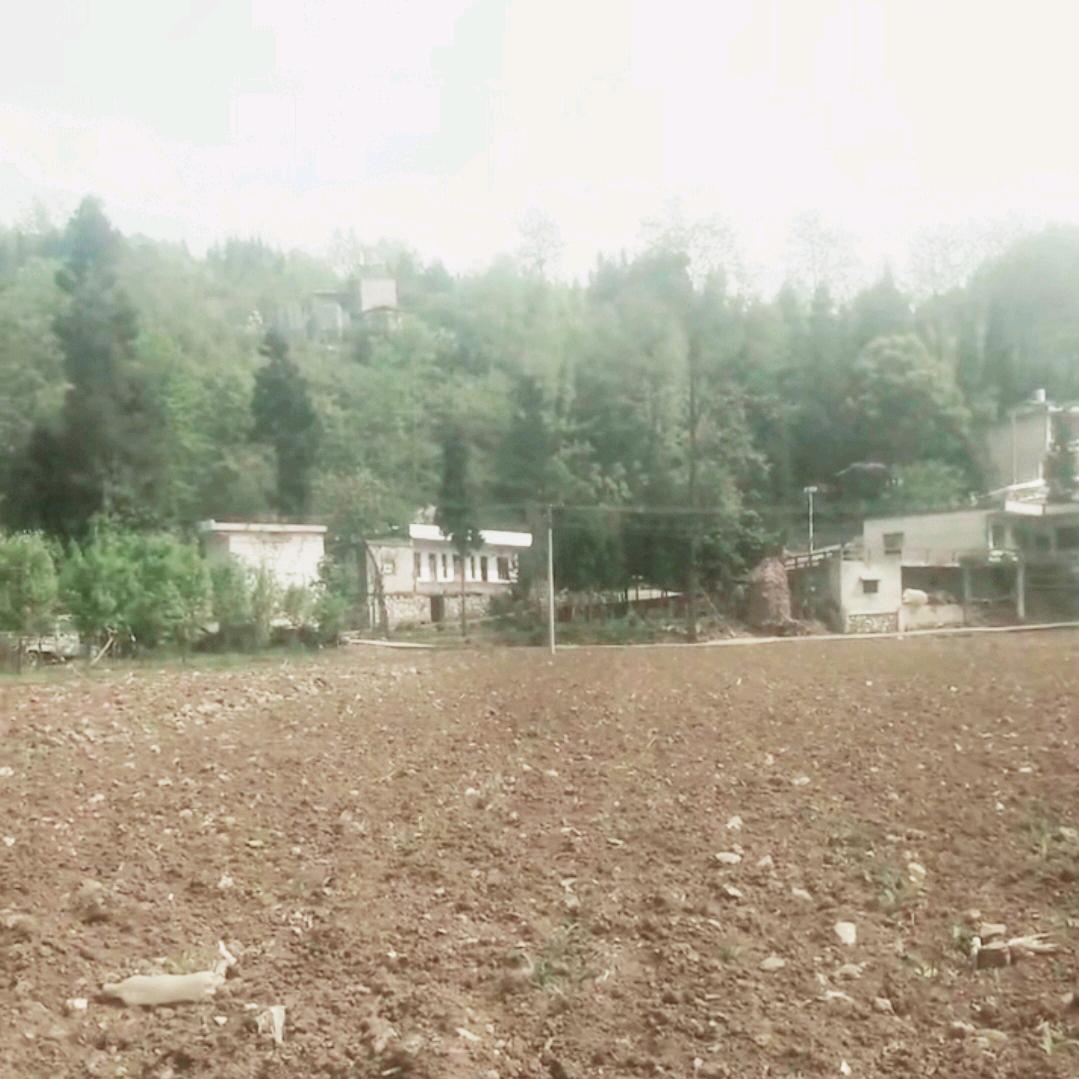 芝.芝