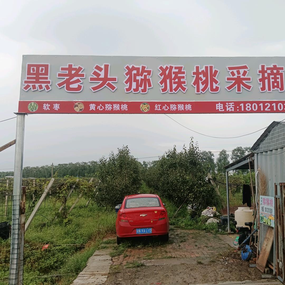 黑老头张宝贵关庙猕猴桃采摘园