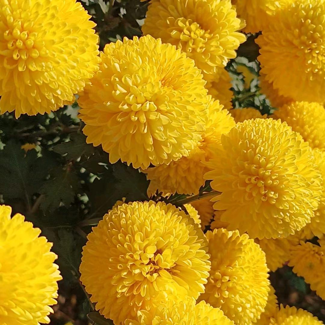 两个孩子的妈妈