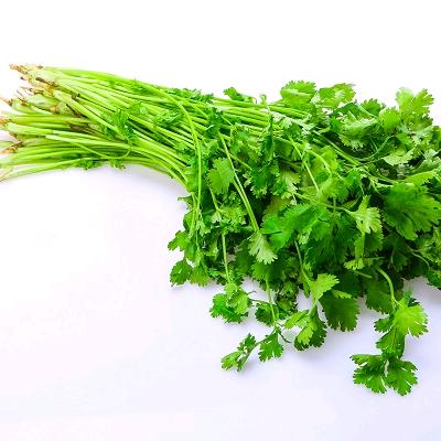 爱吃香菜