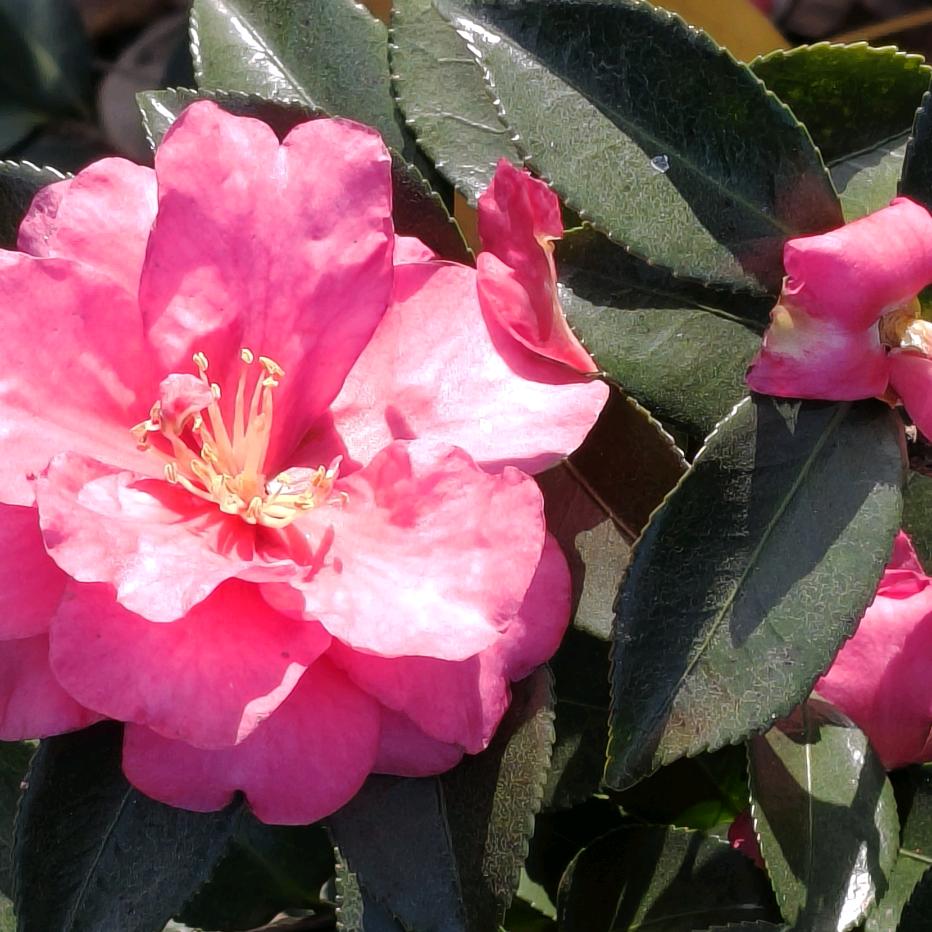 🍊紅橙撞奶曦ʕ•̫͡•ʔ