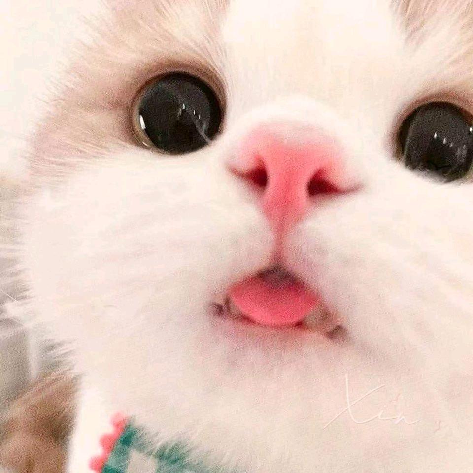 𒐫𒐫𒐫𒐫𒐫𒐫𒐫𒐫𒐫