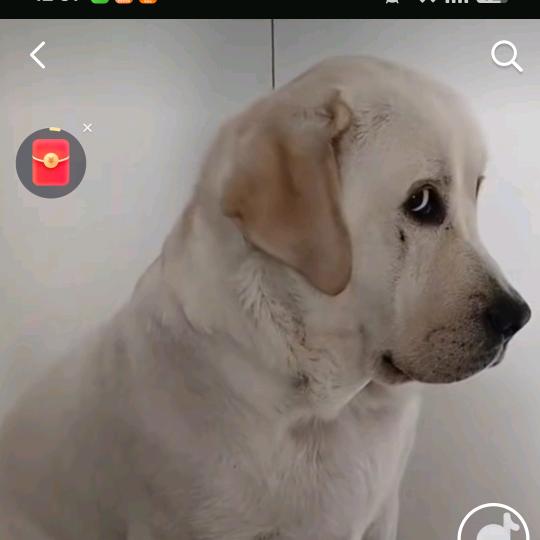 阳阳萌宠搞笑🍀