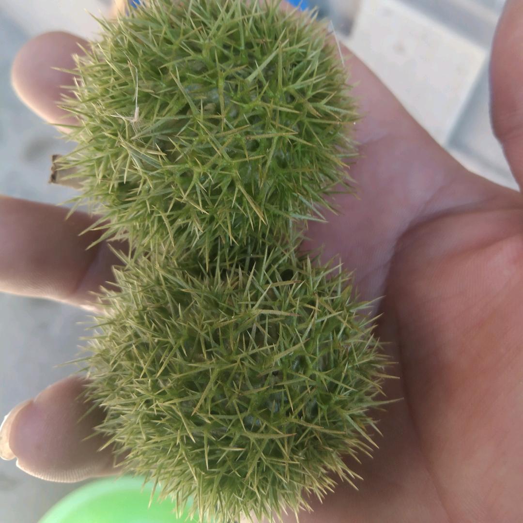 站在板栗树上摇板栗