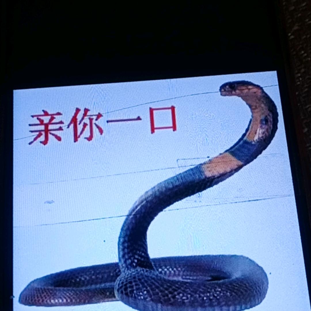 眼镜蛇（五毒之一）