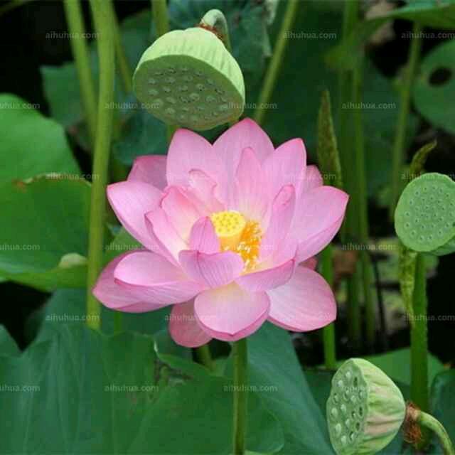 🍀杨杨🍀