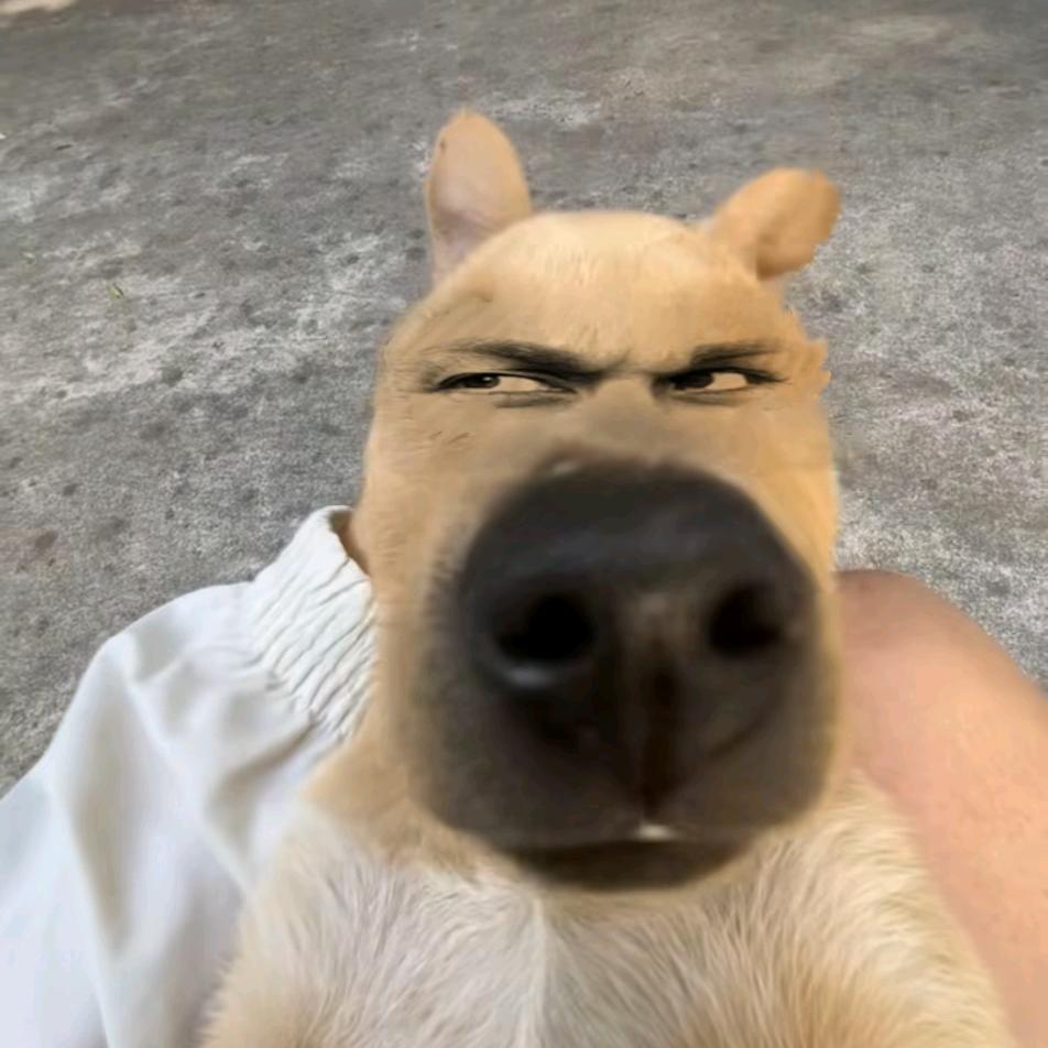 龙图大帝🐉（净网大使）