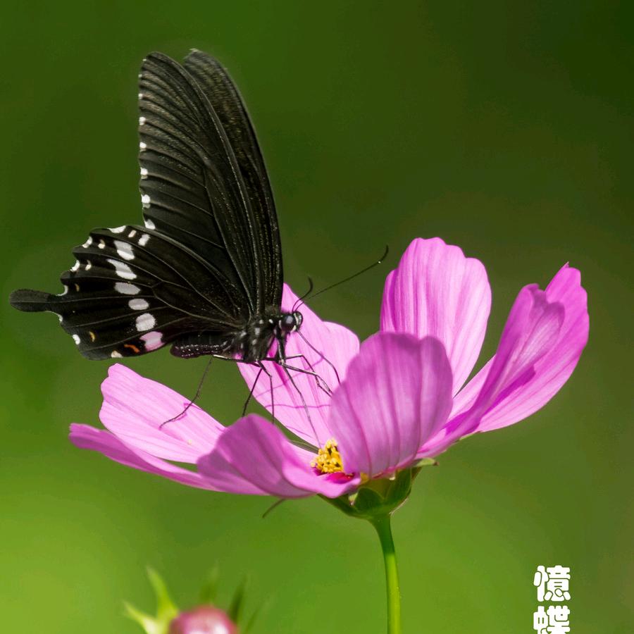 黑白购车~权