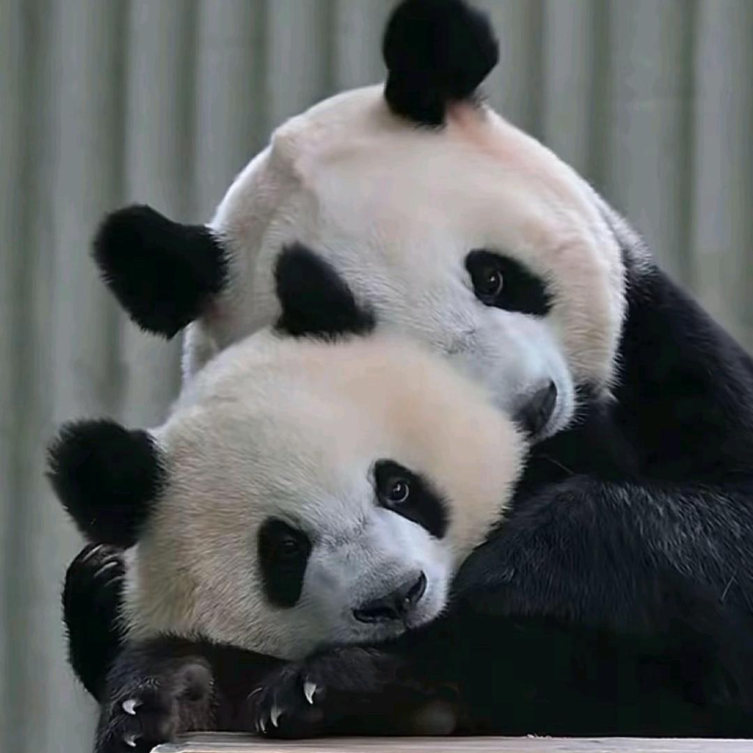 柒柒的宝