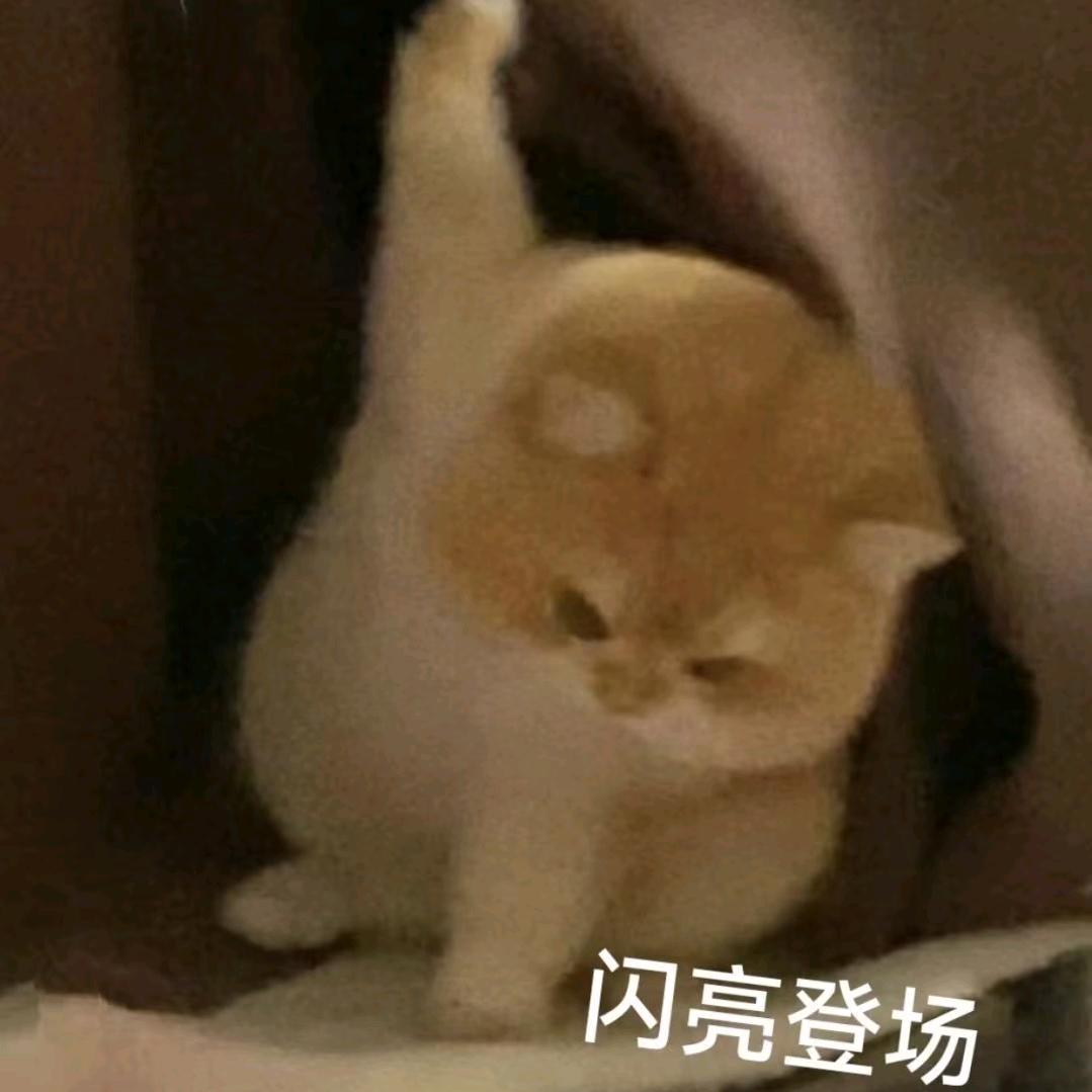 ꧁小小胖墩꧂