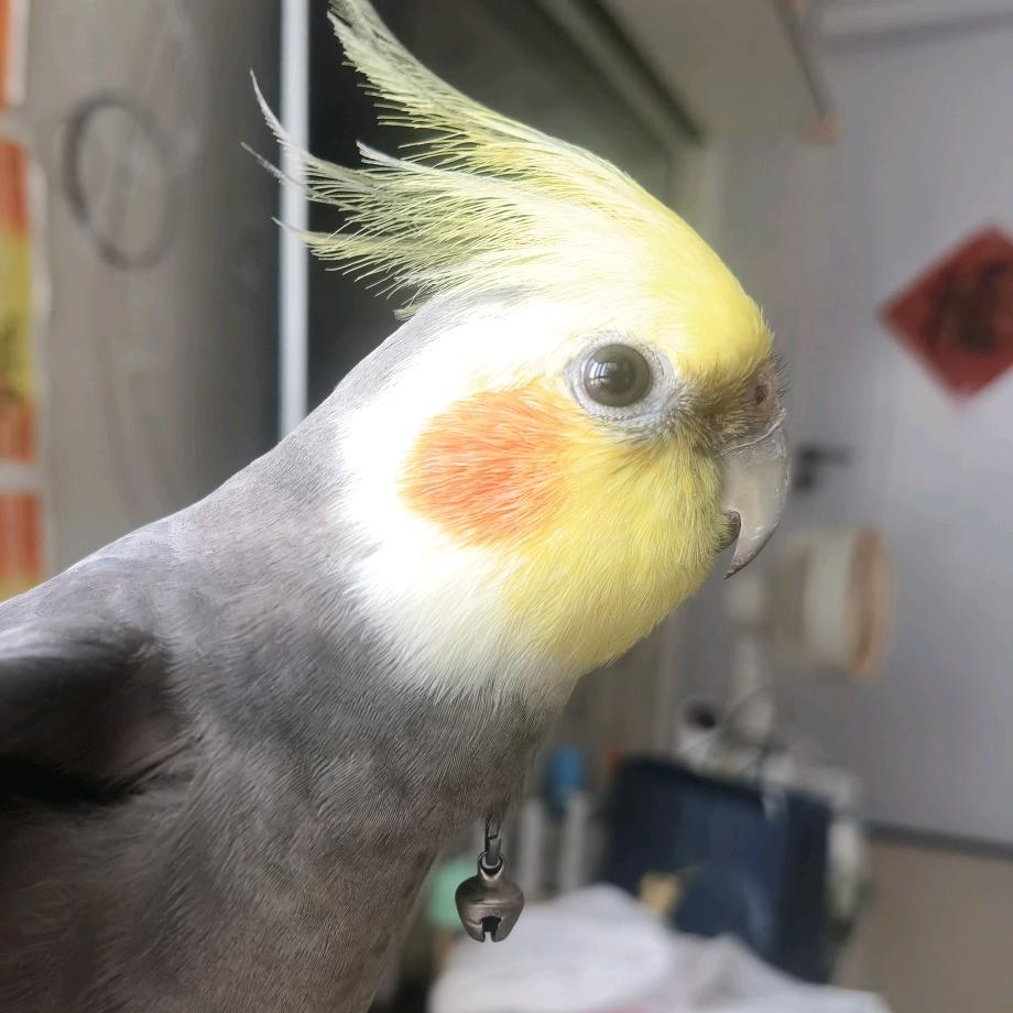 一只小鹦
