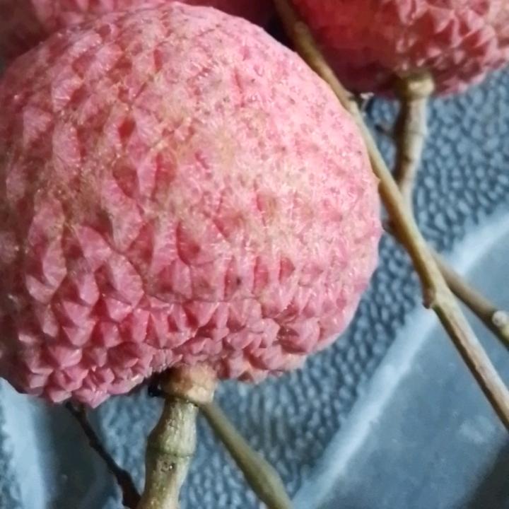 茘红
