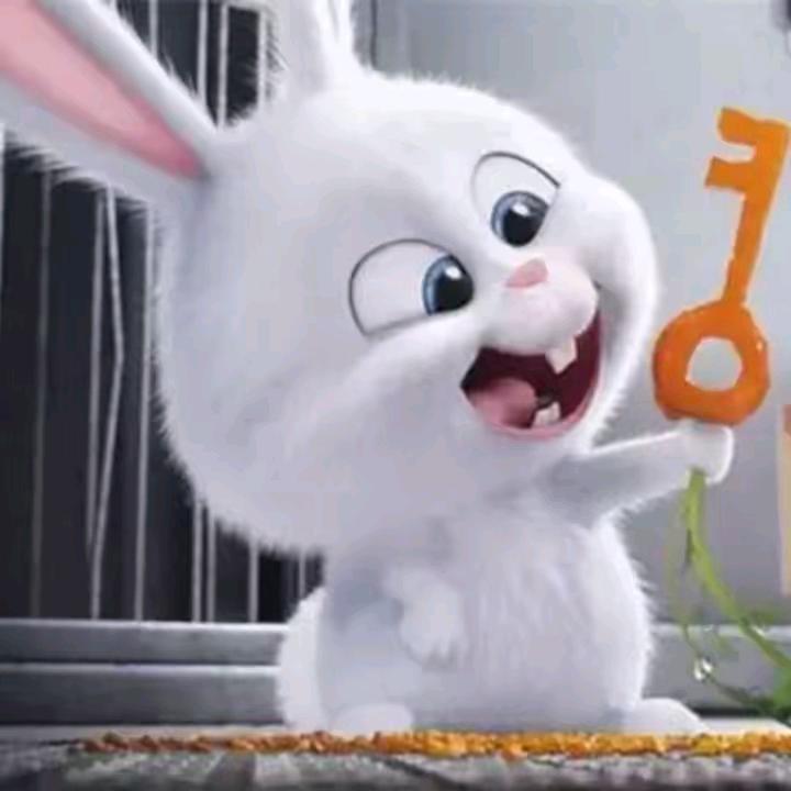 🐰