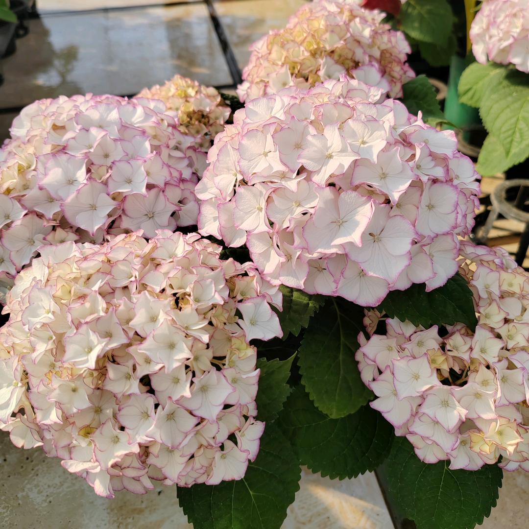 缤纷绣球