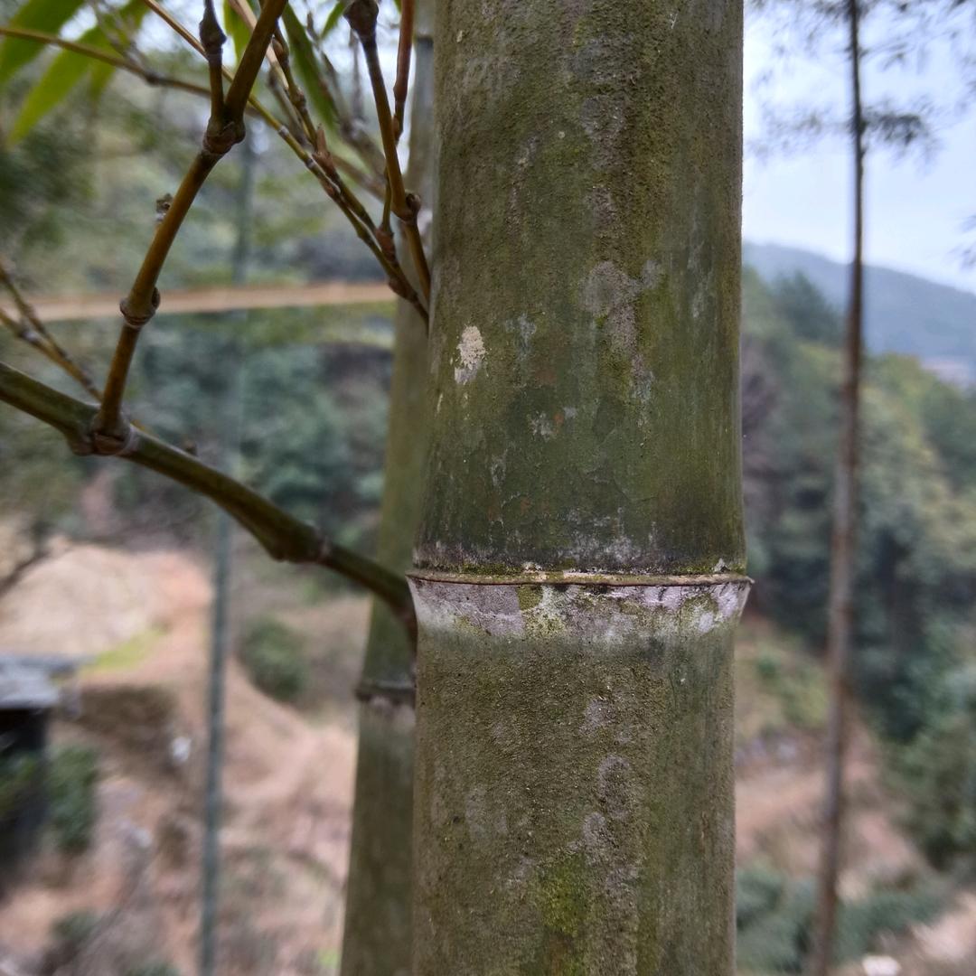 楊老三